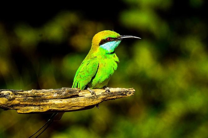 Udawalawe National Park Safari With Transfers From Colombo - What makes the wildlife experience worthwhile