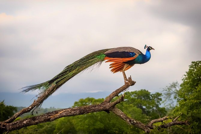 Udawalawe National Park Safari With Transfers From Colombo - What the $175 price really covers