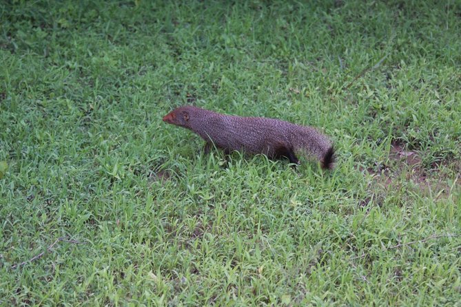 Udawalawe Safari Day Trip from South Region & Transfer to Ella - Who will get the most from this day