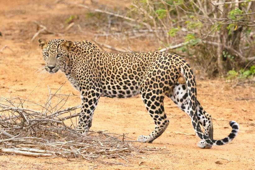 Visit sri Lanka 7 Days Round Trip - Why this seven-day route works