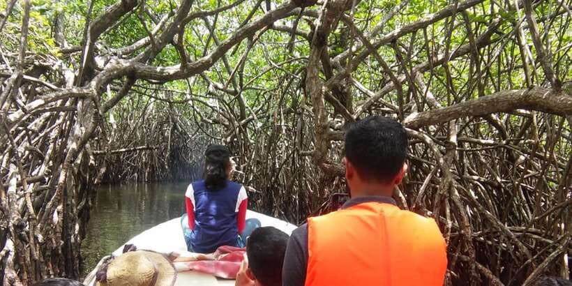West coast Beach, River Mangroves lagoon, Wildlife boat Tour - Key points at a glance