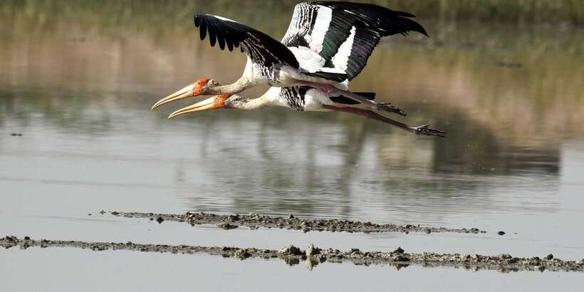 West coast Beach, River Mangroves lagoon, Wildlife boat Tour - Who should book this west coast day trip?