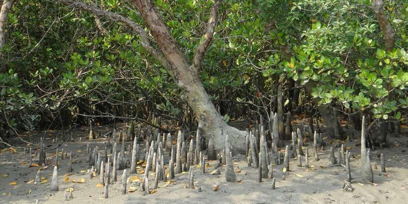 West coast Beach, River Mangroves lagoon, Wildlife boat Tour - The day begins with a long west coast ride