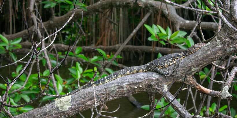 West coast Beach, River Mangroves lagoon, Wildlife boat Tour - The Madu Ganga mangroves are the strongest part