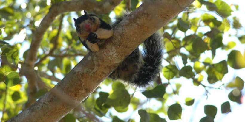 West coast Beach, River Mangroves lagoon, Wildlife boat Tour - An old island temple adds a quieter pause