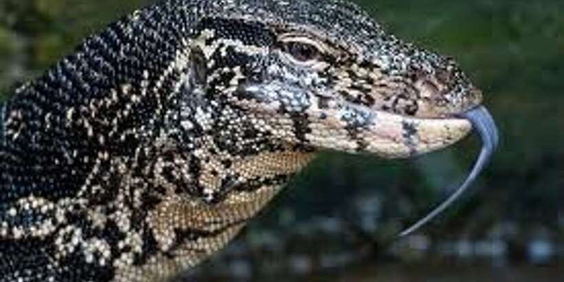 West coast Beach, River Mangroves lagoon, Wildlife boat Tour - The turtle centre puts Sri Lanka’s beaches in context