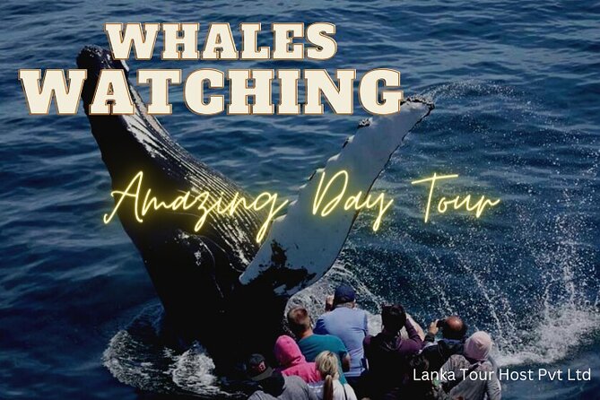 Whales Watching Mirissa Day Tour - A 4:00 am start for Mirissa whales
