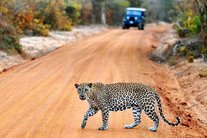 Wilpattu National Park Jeep Safari from Negombo / Waikkal (All Inclusive) - Key points to know before booking