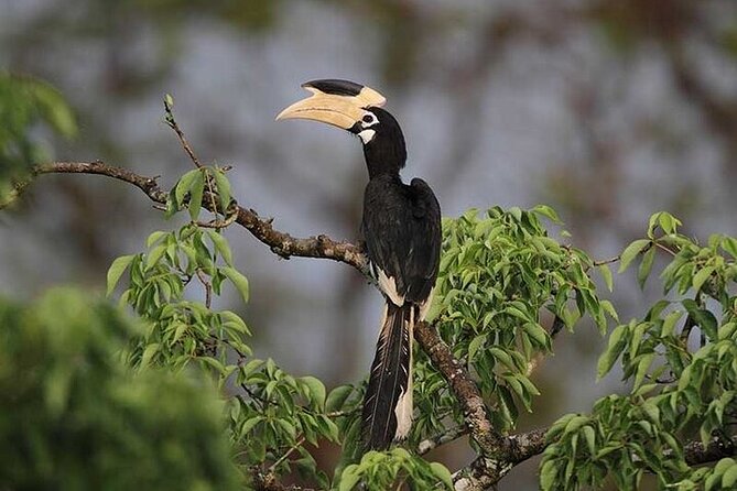 Wilpattu National Park Jeep Safari from Negombo / Waikkal (All Inclusive) - What you might see in the park