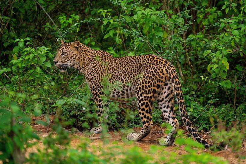 Wilpattu National Park: Morning or Afternoon Safari - Key points to know before booking