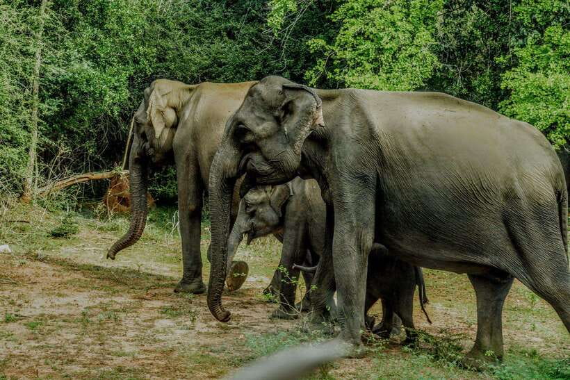 Wilpattu National Park: Morning or Afternoon Safari - Who will enjoy this Wilpattu safari?