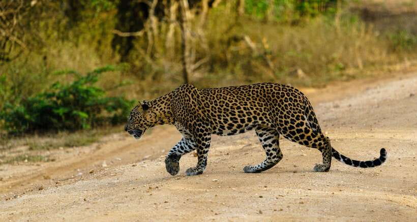 Wilpattu National Park: Morning or Afternoon Safari - Why Wilpattu makes a good safari choice