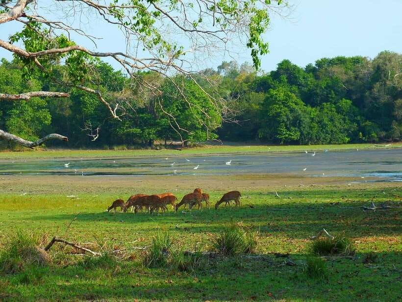 Wilpattu National Park: Morning or Afternoon Safari - Four hours among Wilpattu’s villus and scrub