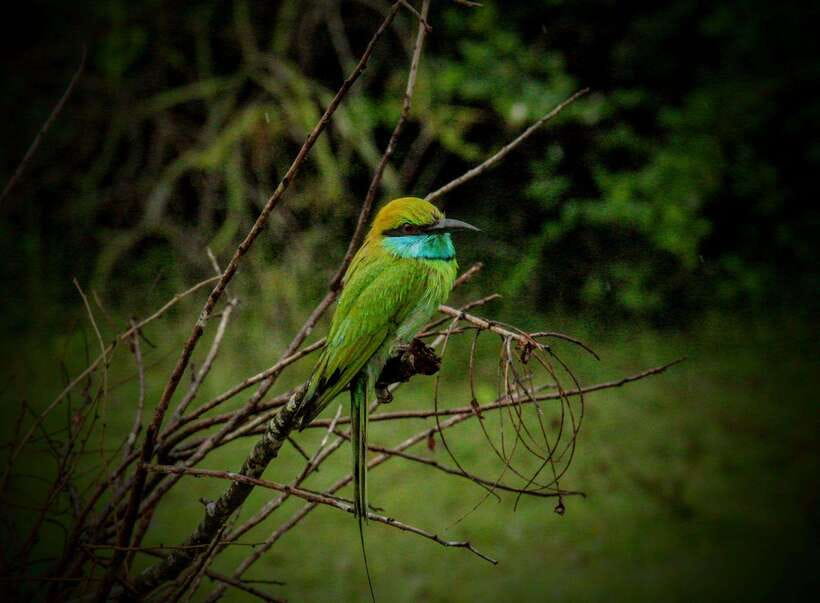 Wilpattu National Park: Morning or Afternoon Safari - What you might see from the jeep