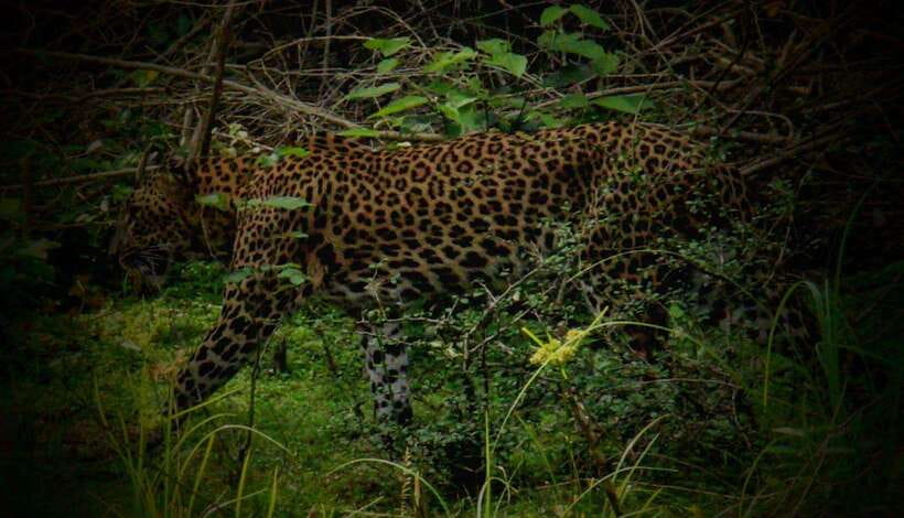 Wilpattu National Park: Morning or Afternoon Safari - Morning or afternoon safari?