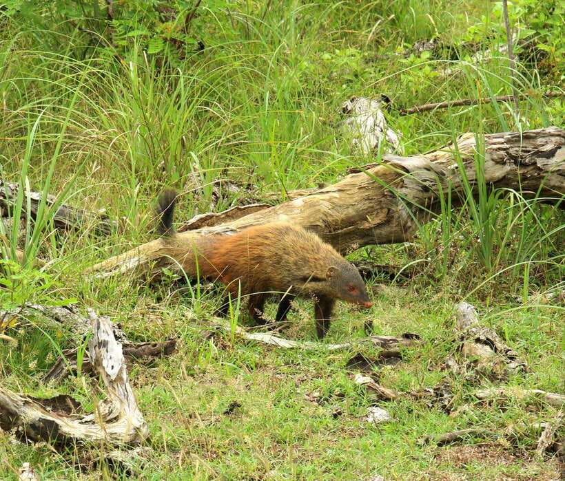 Wilpattu National Park: Morning or Afternoon Safari - The $35 price needs one important adjustment