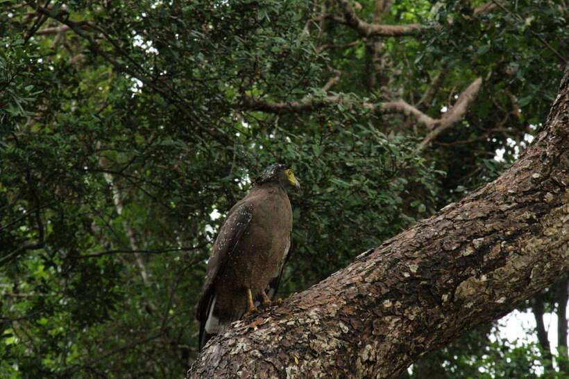 Wilpattu National Park: Morning or Afternoon Safari - Comfort, photography, and practical limits