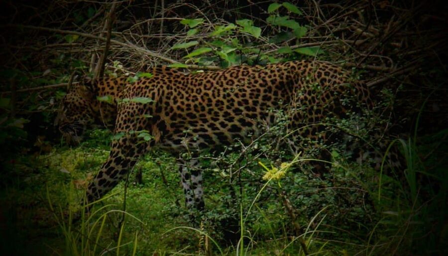 Wilpattu National Park: Morning or Afternoon Safari - The guide and driver can shape the whole day