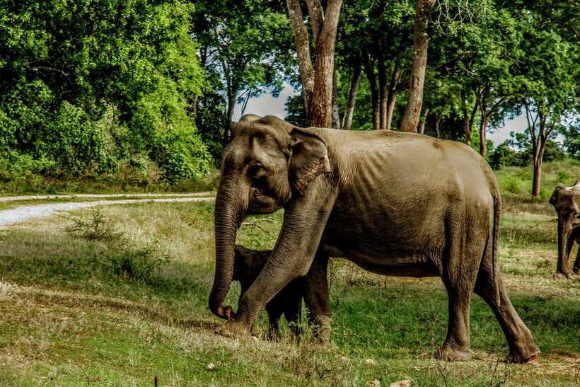 Wilpattu National Park: Morning or Afternoon Safari - Pickup from Colombo, Negombo, or Anuradhapura