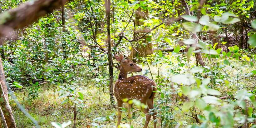 Wilpattu National Park Safari Tour from Colombo - Who should book this Wilpattu safari?