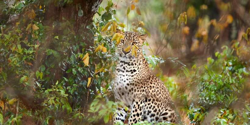 Wilpattu National Park Safari Tour from Colombo - The early Colombo pickup and four-hour transfer