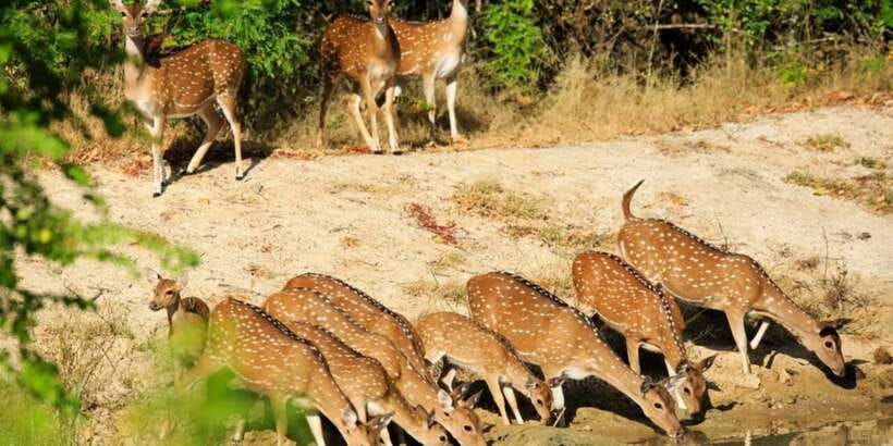 Wilpattu National Park Safari Tour from Colombo - Finding leopards without false promises