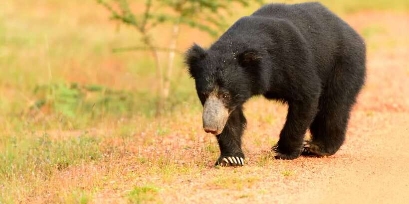 Wilpattu National Park Safari Tour from Colombo - The local lunch stop near Puttalam