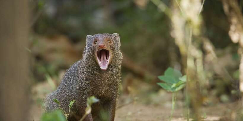 Wilpattu National Park Safari Tour from Colombo - The return to Colombo