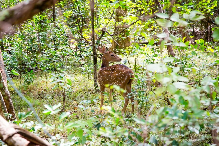 Wilpattu National Park Safari Tour from Colombo - Guides, driving, and the human side of the day