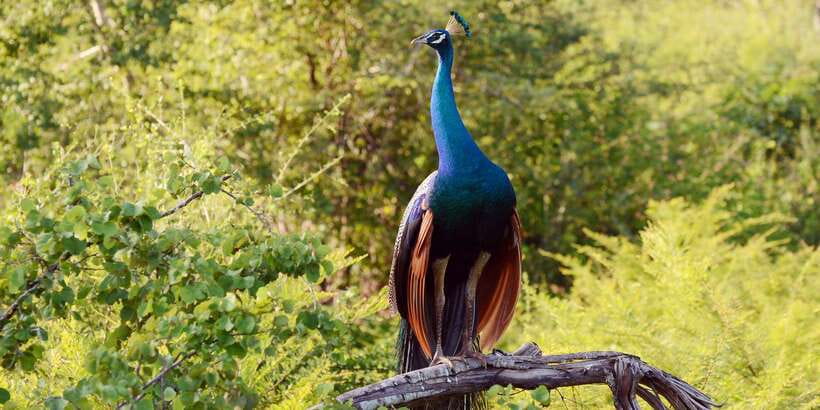 Wilpattu National Park Safari Tour from Colombo - Three hours among Wilpattu’s willus