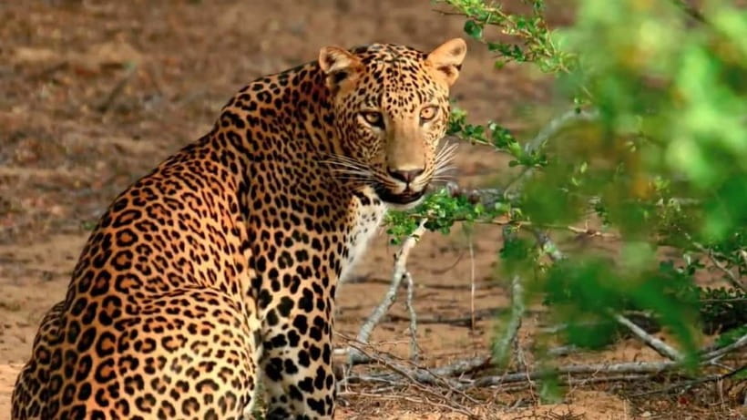 Wilpattu: Private Safari Day Trip with Lunch & Entry Fees - Entering the park for a four-hour game drive