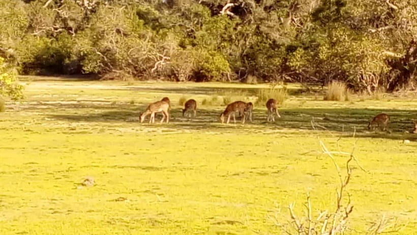 Wilpattu: Private Safari Day Trip with Lunch & Entry Fees - Who should book this private safari?