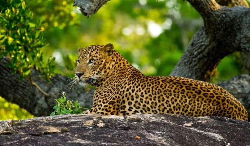 Wilpattu: Private Safari Day Trip with Lunch & Entry Fees - Simple rules that protect the park