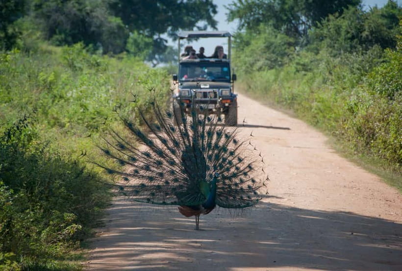 Wilpattu: Private Safari Day Trip with Lunch & Entry Fees - My verdict on the Wilpattu day trip