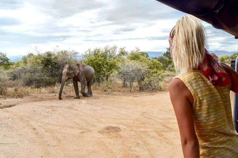 Wilpattu: Private Safari Day Trip with Lunch & Entry Fees - Pickup times shape the whole day