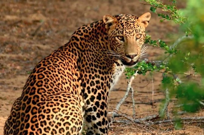 Yala Full Day Safari with Picnic Lunch - Private & All Inclusive - Why a full day at Yala makes sense