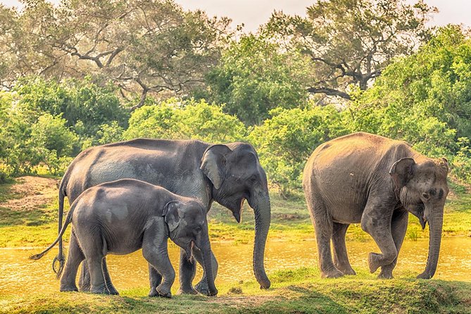 Yala Full Day Safari with Picnic Lunch - Private & All Inclusive - What the 9 to 10-hour jeep safari feels like
