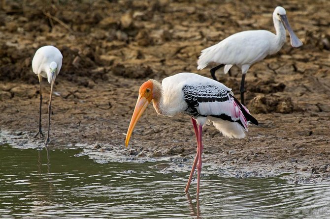 Yala Full Day Safari with Picnic Lunch - Private & All Inclusive - Lunch, water, and the all-inclusive price