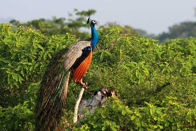 Yala Full Day Safari with Picnic Lunch - Private & All Inclusive - The private format and who benefits most