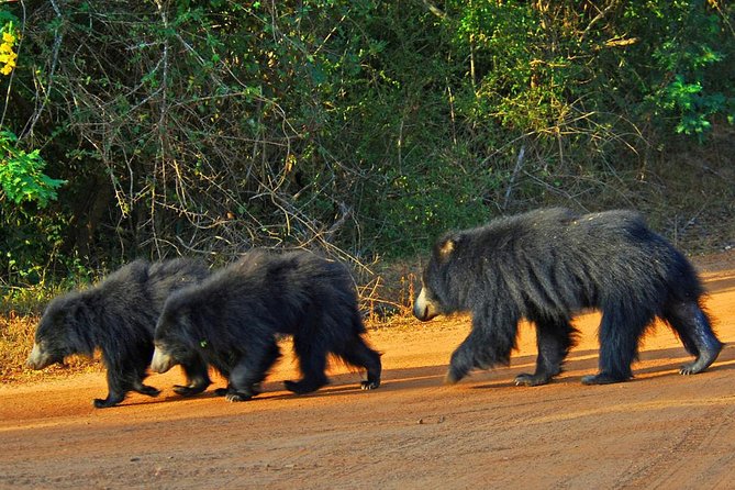 Yala Full Day Safari with Picnic Lunch - Private & All Inclusive - Communication and day-of-tour service