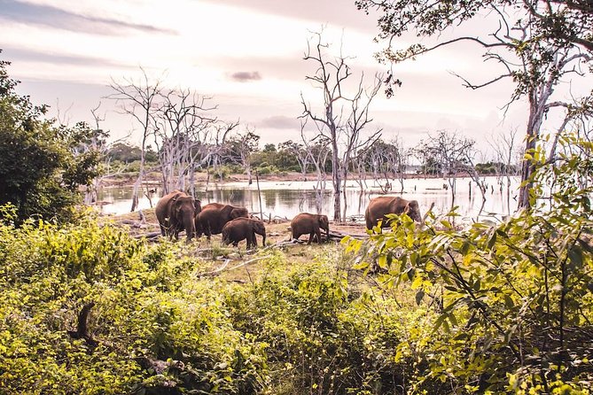 Yala Full Day Safari with Picnic Lunch - Private & All Inclusive - How this compares with a shorter safari