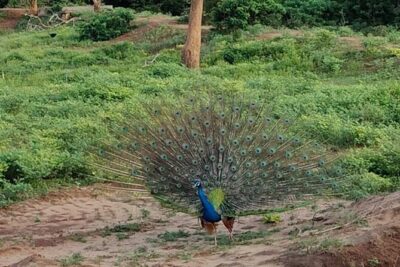 Yala National Park Full-Day Jeep Safari with Lunch