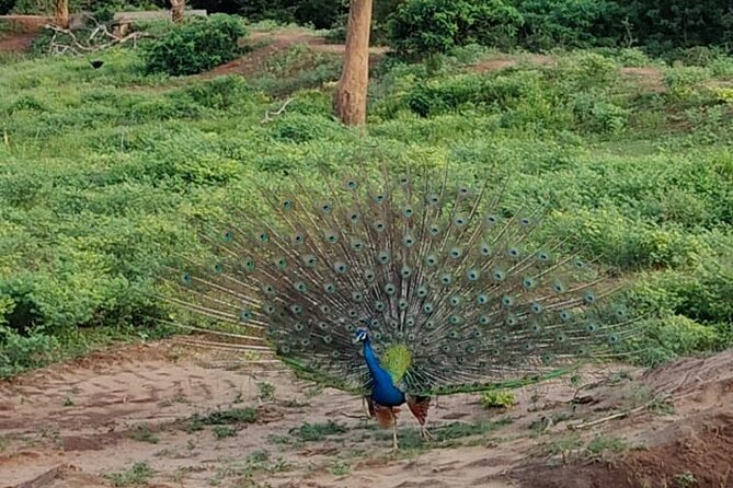 Yala National Park Full-Day Jeep Safari with Lunch - Returning to Colombo after a very long day