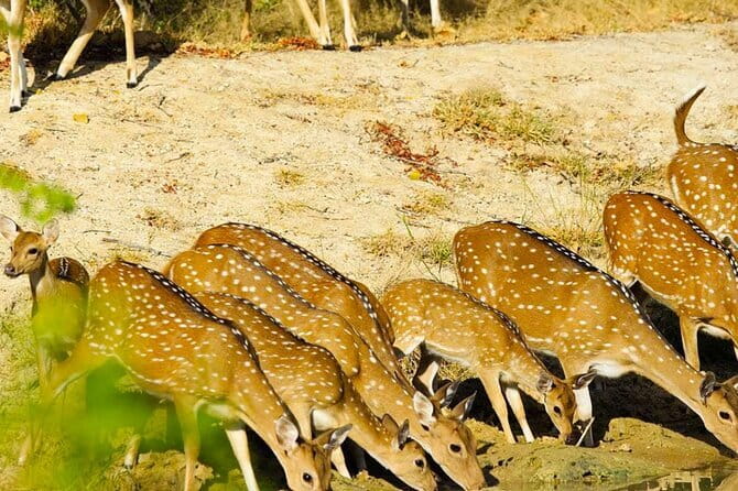 Yala National Park Private Jeep Safari From Colombo & Negombo - Pickup, breakfast, and the change to a safari jeep