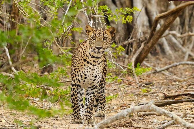Yala National Park Private Jeep Safari From Colombo & Negombo - What the private format changes