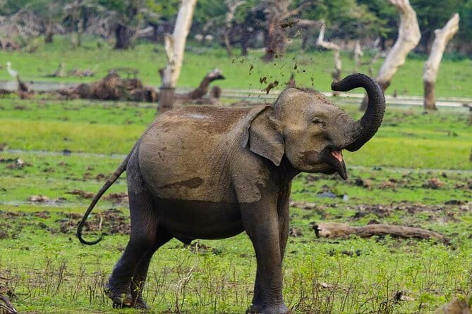 Yala National Park Private Jeep Safari From Colombo & Negombo - Four hours among Yala’s elephants and leopards