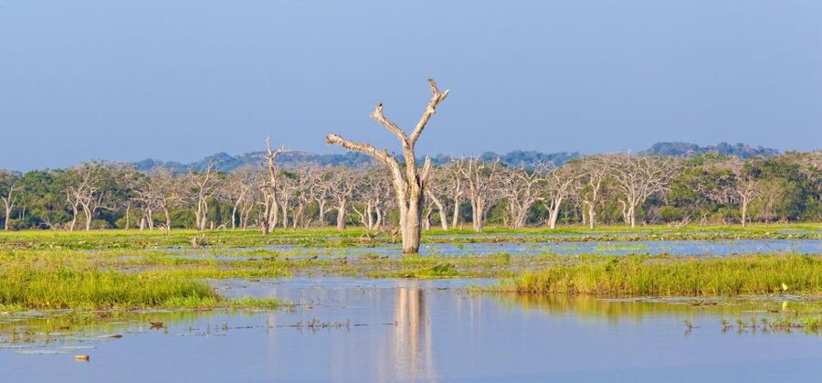 Yala Safari All-Inclusive Package with Convenient Pick Up - Who will like this safari most?