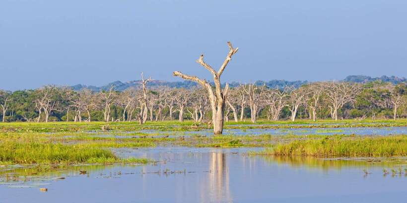 Yala Safari All-Inclusive Package with Convenient Pick Up - Wildlife watching, from leopards to birds