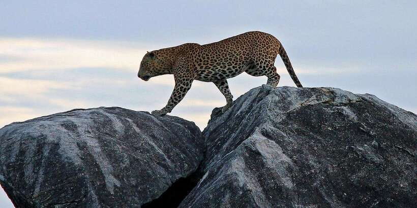 Yala Safari All-Inclusive Package with Convenient Pick Up - Comfort, safety, and the soft-top Jeep